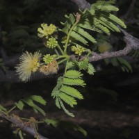 Albizia amara (Roxb.) Boivin